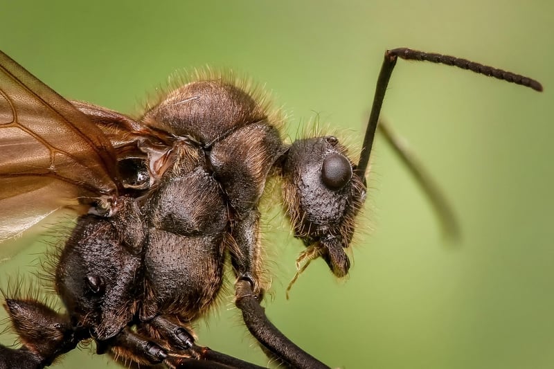 Bullet Ant